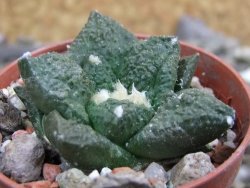 Ariocarpus fissuratus Puertecitos, pot 5,5 cm - 12400731