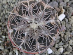 Gymnocalycium spegazzinii punillaense Tom 06-81/1 El Obelisco, pot 5,5 cm - 12400738