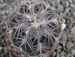 Gymnocalycium spegazzinii punillaense Tom 06-81/1 El Obelisco, pot 5,5 cm - 12400739