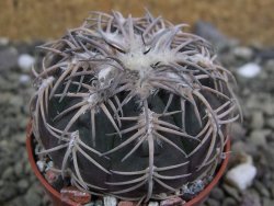 Gymnocalycium spegazzinii punillaense Tom 06-81/1 El Obelisco, pot 5,5 cm - 12400740