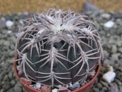 Gymnocalycium spegazzinii punillaense Tom 06-81/1 El Obelisco, pot 5,5 cm