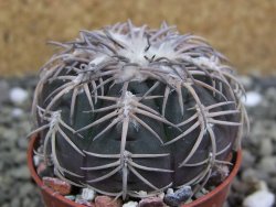 Gymnocalycium spegazzinii punillaense Tom 06-81/1 El Obelisco, pot 5,5 cm - 12400742