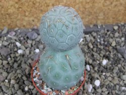 Tephrocactus geometricus pot 5,5 cm - 12400744