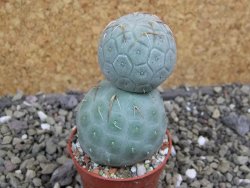 Tephrocactus geometricus pot 5,5 cm - 12400745