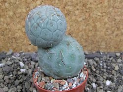 Tephrocactus geometricus pot 5,5 cm - 12400746