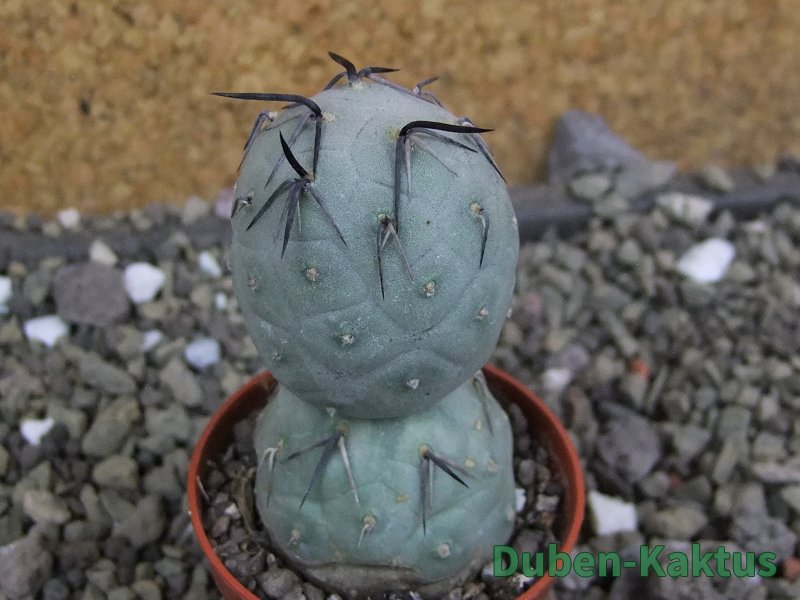 Tephrocactus geometricus pot 5,5 cm