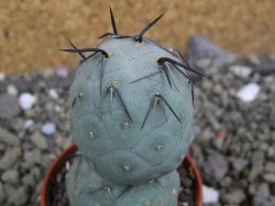 Tephrocactus geometricus pot 5,5 cm - 12400748