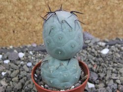 Tephrocactus geometricus pot 5,5 cm - 12400749