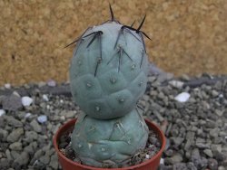 Tephrocactus geometricus pot 5,5 cm - 12400750