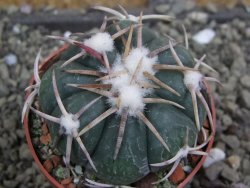 Echinocactus horizonthalonius Corazon del Monte pot 6,5 cm