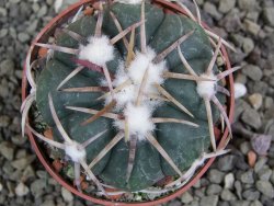 Echinocactus horizonthalonius Corazon del Monte pot 6,5 cm - 12400752