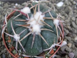 Echinocactus horizonthalonius Corazon del Monte pot 6,5 cm - 12400753