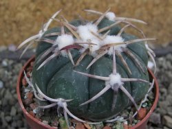 Echinocactus horizonthalonius Corazon del Monte pot 6,5 cm - 12400754