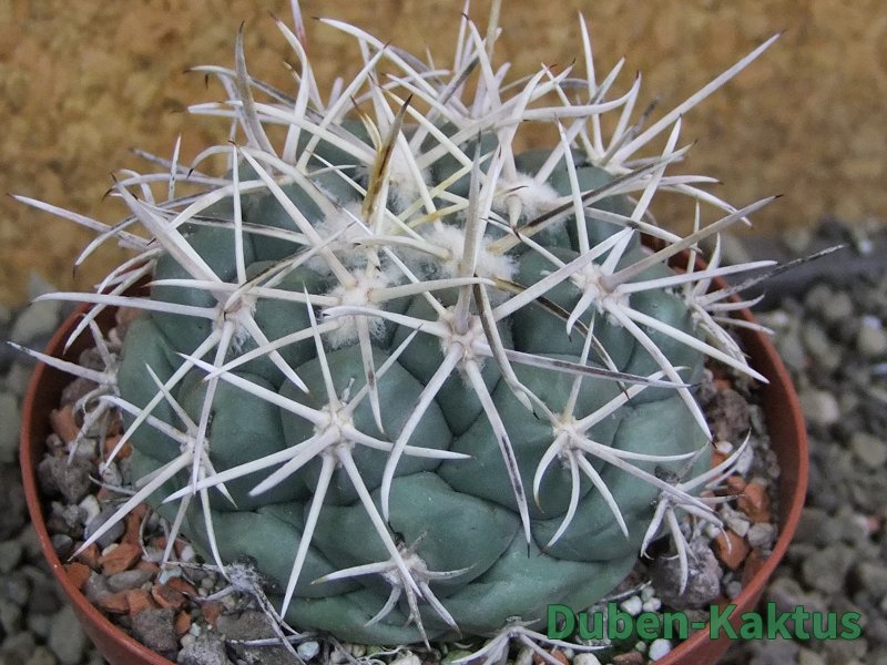 Coryphantha valida El Hundido pot 9 cm