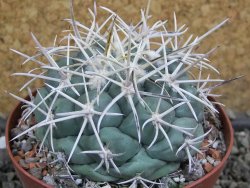 Coryphantha valida El Hundido pot 9 cm - 12400755