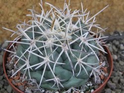 Coryphantha valida El Hundido pot 9 cm