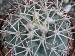 Coryphantha valida El Hundido pot 9 cm - 12400757