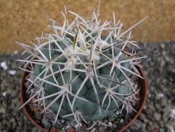 Coryphantha valida El Hundido pot 9 cm - 12400758