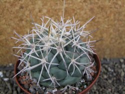 Coryphantha valida El Hundido pot 9 cm - 12400759