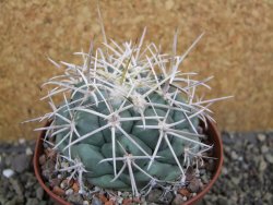 Coryphantha valida El Hundido pot 9 cm - 12400760