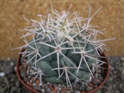 Coryphantha valida El Hundido pot 9 cm - 12400761