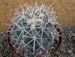 Coryphantha valida El Hundido pot 9 cm - 12400762