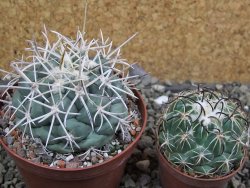 Coryphantha valida El Hundido pot 9 cm - 12400763