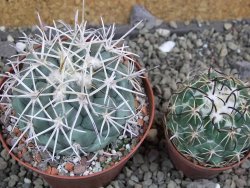 Coryphantha valida El Hundido pot 9 cm - 12400764