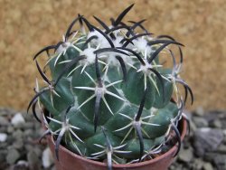 Coryphantha tripugionacantha Tepetatita pot 5,5 cm - 12400766