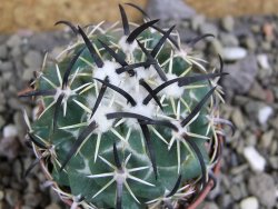 Coryphantha tripugionacantha Tepetatita pot 5,5 cm - 12400767