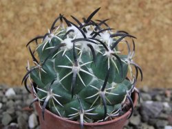 Coryphantha tripugionacantha Tepetatita pot 5,5 cm - 12400768