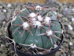 Echinocactus horizonthalonius La Trinidad, SLP pot 5,5 cm