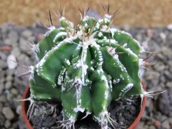 Astrophytum Dinosaur 5,5 cm (fukurio, Hannya) - 12400778