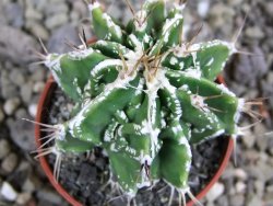 Astrophytum Dinosaur 5,5 cm (fukurio, Hannya) - 12400779