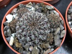 Sulcorebutia pulchra VS 416 pot 5,5 cm - 12400790