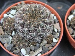 Sulcorebutia pulchra VS 416 pot 5,5 cm - 12400791