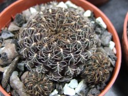 Sulcorebutia pulchra VS 416 pot 5,5 cm - 12400792