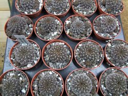 Sulcorebutia pulchra VS 416 pot 5,5 cm - 12400793