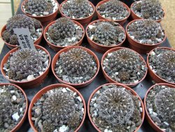 Sulcorebutia pulchra VS 416 pot 5,5 cm - 12400794