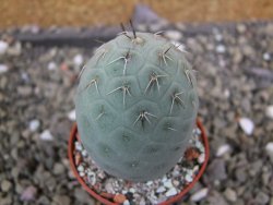 Tephrocactus geometricus pot 5,5 cm - 12400796