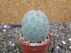 Tephrocactus geometricus pot 5,5 cm - 12400797