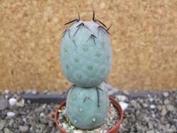 Tephrocactus geometricus pot 5,5 cm - 12400798