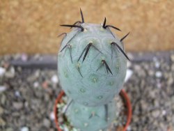 Tephrocactus geometricus pot 5,5 cm - 12400800