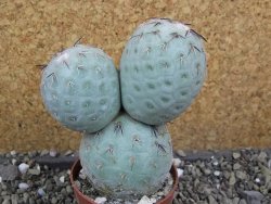 Tephrocactus geometricus pot 6,5 cm