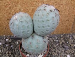 Tephrocactus geometricus pot 6,5 cm - 12400802