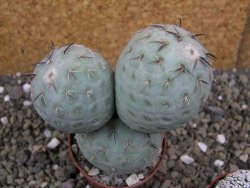 Tephrocactus geometricus pot 6,5 cm - 12400803