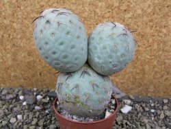 Tephrocactus geometricus pot 6,5 cm - 12400804