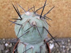 Tephrocactus geometricus pot 6,5 cm - 12400806