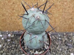 Tephrocactus geometricus pot 6,5 cm - 12400807