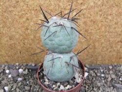 Tephrocactus geometricus pot 6,5 cm - 12400808